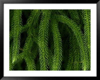 Close-Up Of A Club Moss by Chris Johns Pricing Limited Edition Print image