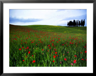 Poppies In A Wheatfield by Raul Touzon Pricing Limited Edition Print image