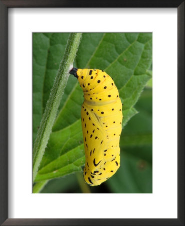 The Unidentified Chrysalis Of A Butterfly by George Grall Pricing Limited Edition Print image