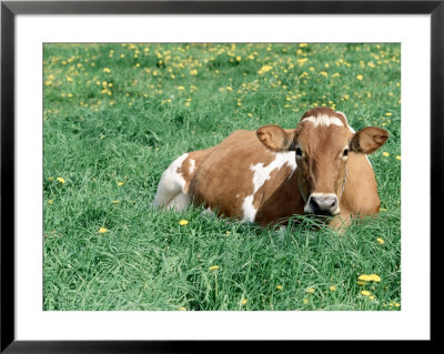 Guernsey Cow In Field Of Dandelions, Il by Lynn M. Stone Pricing Limited Edition Print image