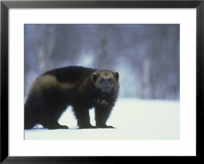 Wolverine, Adult Standing On Snow, Winter by Mark Hamblin Pricing Limited Edition Print image