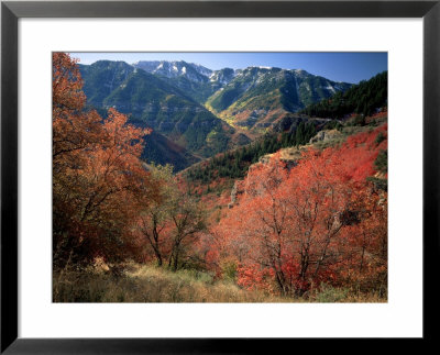 Maples On Slopes Above Logan Canyon, Bear River Range, Wasatch-Cache National Forest, Utah, Usa by Scott T. Smith Pricing Limited Edition Print image