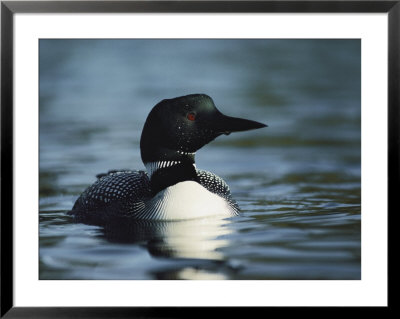 Portrait Of A Common Loon In The Water by Michael S. Quinton Pricing Limited Edition Print image
