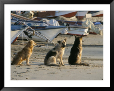 Fishermen's Dogs Awaiting Their Return, Horcon, Chile, South America by Mark Chivers Pricing Limited Edition Print image