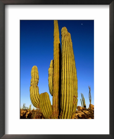 Cardon Cactus, La Paz, Baja California Sur, Mexico by John Elk Iii Pricing Limited Edition Print image