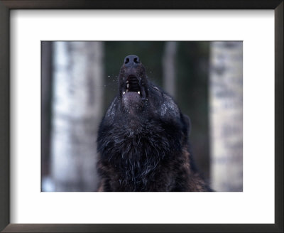 Gray Wolf Howling, Canis Lupus, Mn by Robert Franz Pricing Limited Edition Print image