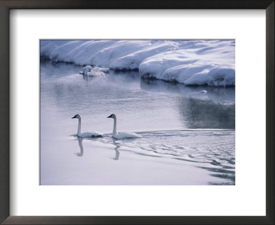 Serene Adult Trumpeter Swans Sail The Snow-Banked Madison River by Raymond Gehman Pricing Limited Edition Print image