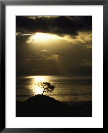 Sunset Silhouettes A Lone Tree On A Hill Overlooking The Ocean by Jason Edwards Pricing Limited Edition Print image