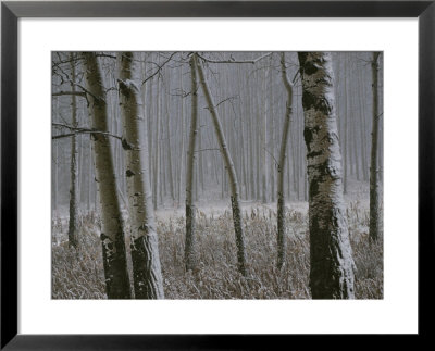 Aspen Stand In A Snowstorm Along The Bow Valley Parkway by Raymond Gehman Pricing Limited Edition Print image