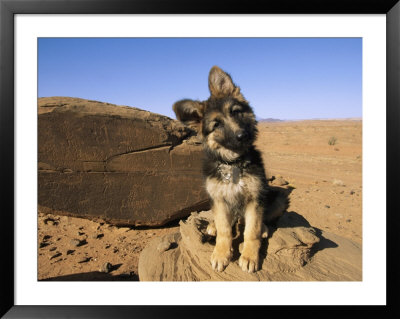 Portrait Of A Puppy Next To A Rock Carved With Anasazi Petroglyphs by David Edwards Pricing Limited Edition Print image