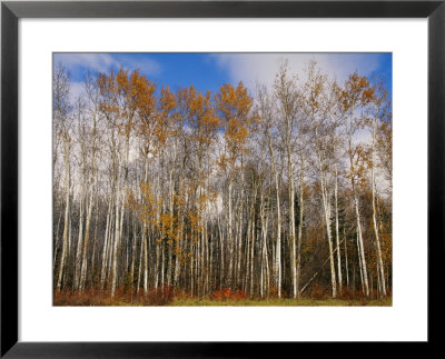 Autumn Colors Are Displayed In A Stand Of Aspen Trees by Raymond Gehman Pricing Limited Edition Print image
