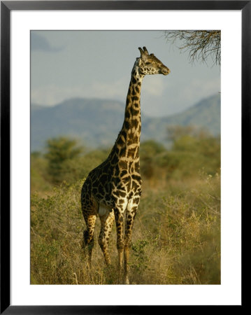A Giraffe In The Wild by Michael Fay Pricing Limited Edition Print image