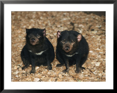 Tasmanian Devils, Tasmania, Australia by Joe Stancampiano Pricing Limited Edition Print image