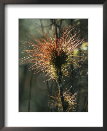 Air Plants Adorn A Tree In South Florida by Klaus Nigge Pricing Limited Edition Print image