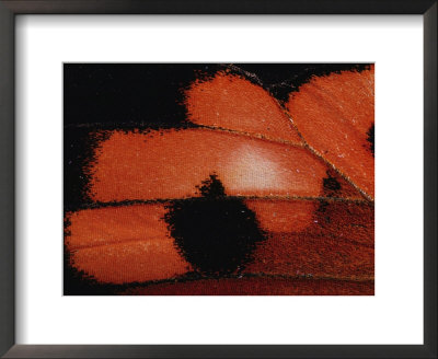 Detail From The Wing Of A Kamehameha Butterfly by Chris Johns Pricing Limited Edition Print image