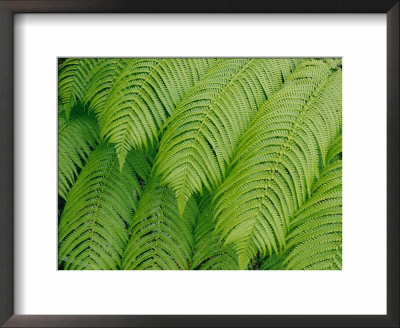 Close View Of Tree Ferns Or Hapuu-Pulu by Marc Moritsch Pricing Limited Edition Print image