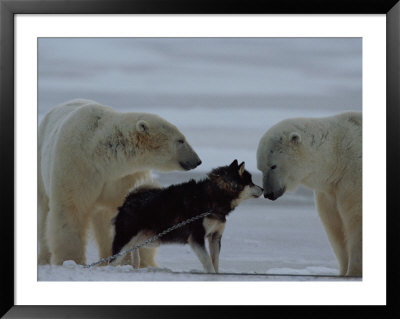 Two Polar Bears (Ursus Maritimus) And A Husky Sniff At Each Other by Norbert Rosing Pricing Limited Edition Print image