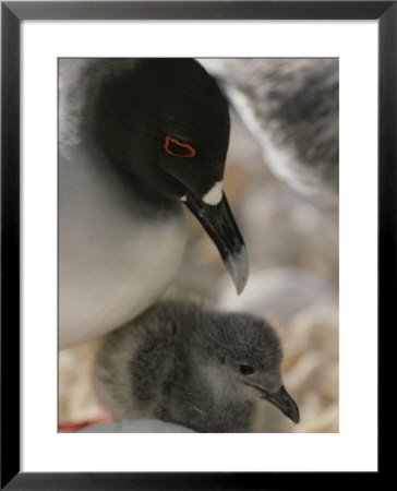 A Close View Of A Swallow Tailed Gull And Her Baby by Michael Melford Pricing Limited Edition Print image