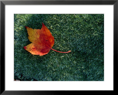 A Maple Leaf Lies On Emerald Moss In Autumn by George F. Mobley Pricing Limited Edition Print image