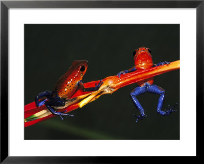 Strawberry Poison Arrow Frog, Costa Rica by Brian Kenney Pricing Limited Edition Print image