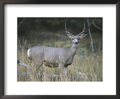 A Large Antlered White-Tailed Deer Pauses At The Edge Of A Forest by Melissa Farlow Pricing Limited Edition Print image