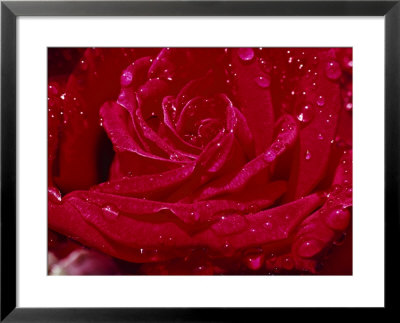 Close Up Of A Rose by James L. Stanfield Pricing Limited Edition Print image