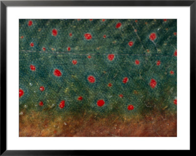 A Close View Of The Skin Of A Salmon In Breeding Colors by Klaus Nigge Pricing Limited Edition Print image