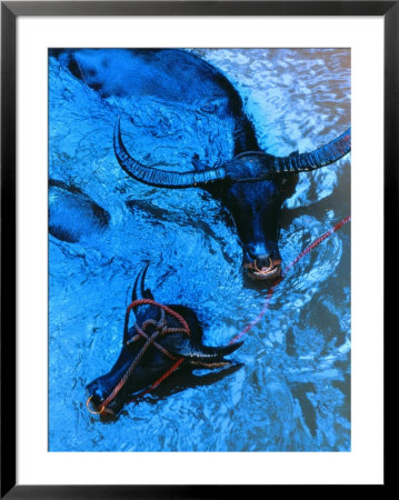 Water Buffalo by Sisse Brimberg Pricing Limited Edition Print image