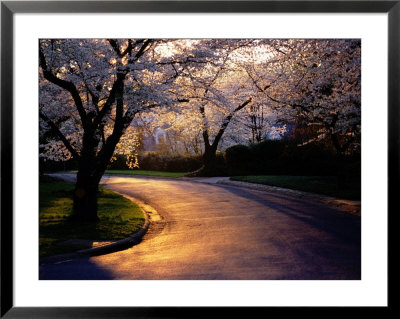Sunset And Cherry Trees In Bloom by Peter Krogh Pricing Limited Edition Print image
