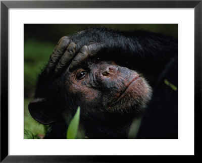Close-Up Of A Chimpanzee Holding Its Forehead by Michael Nichols Pricing Limited Edition Print image