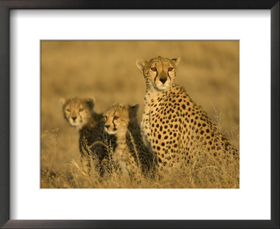 A Cheetah Mother And Her Two Cubs Sitting In Grass (Acinonyx Jubatus) by Roy Toft Pricing Limited Edition Print image