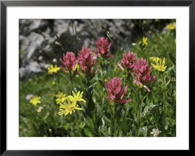 Wildflowers In Colorado by Michael Brown Pricing Limited Edition Print image