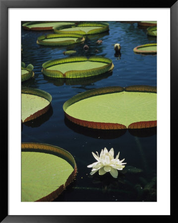 Large Lily Pads And Flowers Float In Calm Water by David Evans Pricing Limited Edition Print image