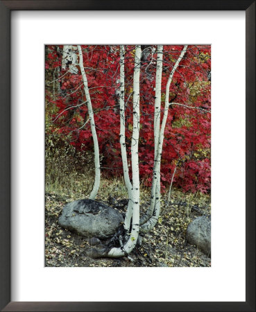 Fall Color In The Wasatch Mountains Of Utah by Phil Schermeister Pricing Limited Edition Print image
