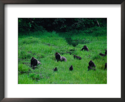 Western Lowland Gorillas Foraging In The Bai by Michael Nichols Pricing Limited Edition Print image