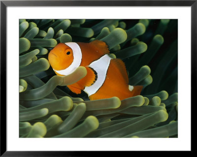 A Close-View Photograph Of A False Clown Anemonefish by Wolcott Henry Pricing Limited Edition Print image