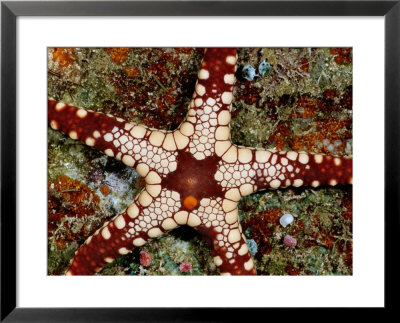 A Close-View Of A Starfish by Wolcott Henry Pricing Limited Edition Print image
