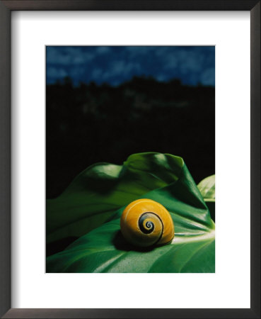 A Polymita Or Painted Snail Rests On A Large Leaf by Steve Winter Pricing Limited Edition Print image