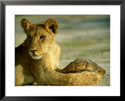 A Young Lion Holding A Leopard Tortoise by Beverly Joubert Pricing Limited Edition Print image
