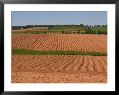 The Furrows In The Red Dirt Of The Island Produce Great Potatoes, Prince Edward Island, Canada by Taylor S. Kennedy Pricing Limited Edition Print image