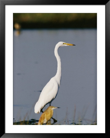 A Great Blue Heron Stands Beside A Squacco Heron by Beverly Joubert Pricing Limited Edition Print image