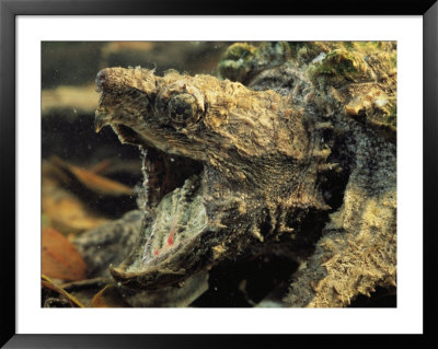 An Alligator Snapper Wiggles A Pink Appendage In Its Mouth by George Grall Pricing Limited Edition Print image