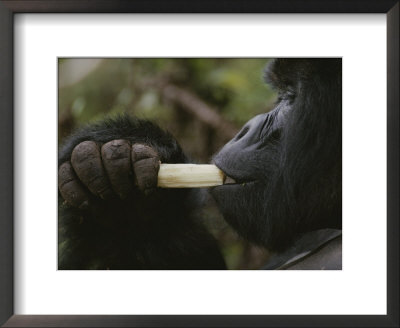 A Mountain Gorilla Feeds On A Bamboo Shoot by Michael Nichols Pricing Limited Edition Print image