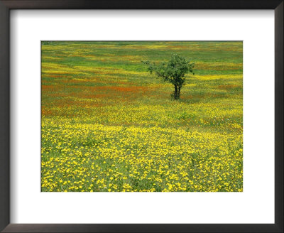 A Lone Apple Tree Stands In A Field Full Of Dandelions And Orange Hawkweed by Phil Schermeister Pricing Limited Edition Print image