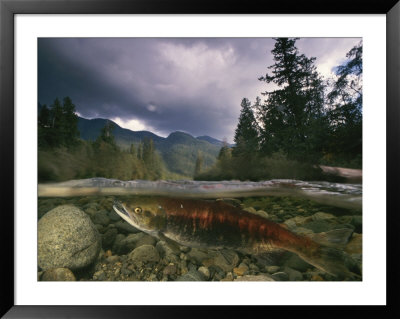 A Spawning Sockeye Salmon In A Shallow Channel by Paul Nicklen Pricing Limited Edition Print image