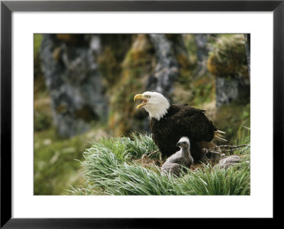 An American Bald Eagle And Young In Their Nest by Klaus Nigge Pricing Limited Edition Print image