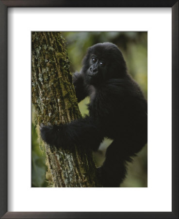 A Young Gorilla Climbs A Tree In The Virunga Mountains Of Rwanda by Michael Nichols Pricing Limited Edition Print image