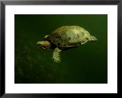 A Coahuilan Red-Eared Turtle Paddles About Laguna Del Hundido by George Grall Pricing Limited Edition Print image