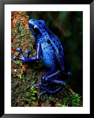 Blue Poison-Dart Frog by George Grall Pricing Limited Edition Print image