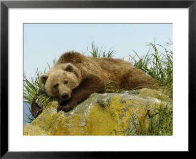 Alaskan Brown Bear, Alaska, Usa by Daniel Cox Pricing Limited Edition Print image